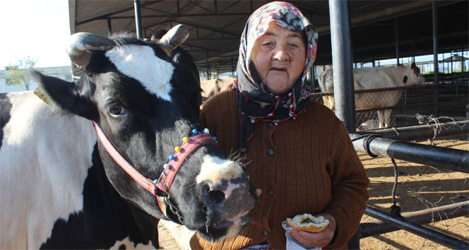 Hiç ineği yok ama inek sağıp geçimini sağlıyor
