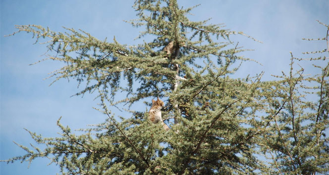 Ağaçta kedi kurtarma operasyonu