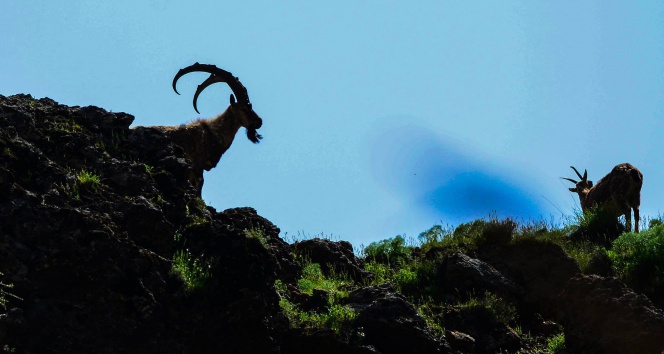 İHA muhabiri dağ keçilerini fotoğrafladı